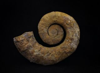 Rare heteromorph ammonite fossil Crioceratites from Russia 2