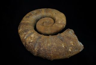 Rare heteromorph ammonite fossil Crioceratites from Russia 3