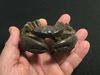 Crab Fossil Rare &