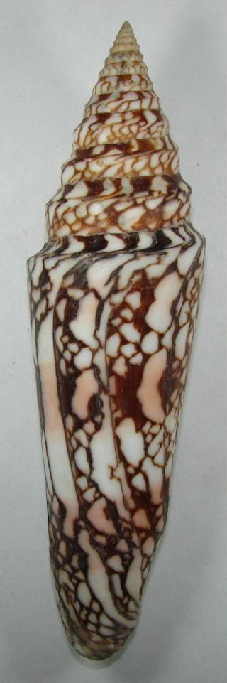Conus Clytospira 153.  50mm Choice Rare Specimen Off Kollam,  S.  W.  India 2020
