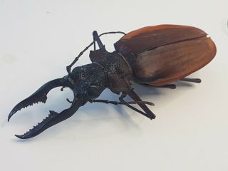 Macrodontia Crenata Huge 8.  6,  Cm Cerambycidae Peru Beetle Insect Rare