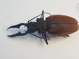 MACRODONTIA crenata HUGE 8.  6,  cm Cerambycidae Peru Beetle Insect RARE 3