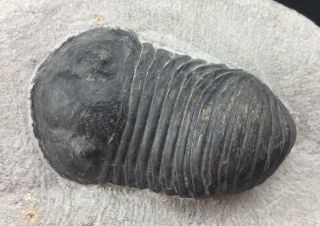 Rare Parahomalonotus Trilobite Fossil From Morocco (s4)