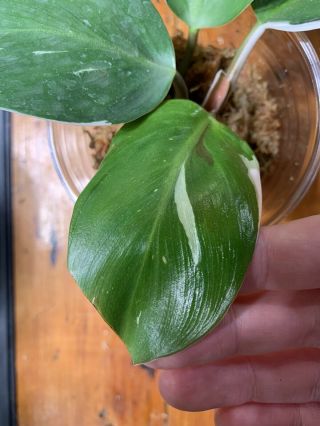 Philodendron White Knight Variegated Rare Not Monstera
