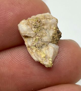 Native Gold In Quartz: Golden Chest Mine,  Murray,  Idaho Usa - Rare Locality