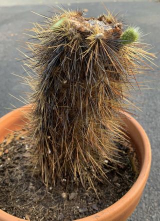Opuntia Echios V.  Gigantea Extremely Rare Galapagos Cactus Species Mother Plant