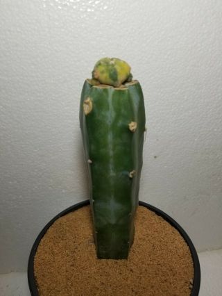 Rare Variegated Grafted Cactus Succulent Plant