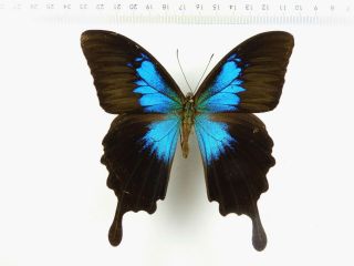 , Entomology,  Butterfly: Papilio Ulysses Gabrielis Male Manus Isl,  Rare
