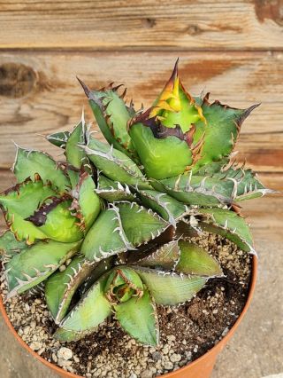 Agave Titanota Redcat Weezel Clump Rare Type On Roots Pot 15 Cm Cactus