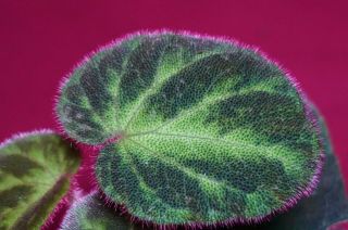 Begonia Species Ex.  Vietnam Rare Terrarium Plant 2 " Pot