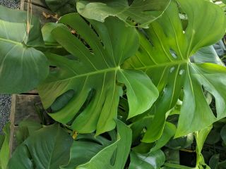 Monstera Deliciosa - 2 Live Rooted Plants - Rare Tropical House Plant