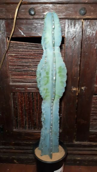 Cereus Peruvianus Rare Large Apple Cactus Plant 2 Feet Long