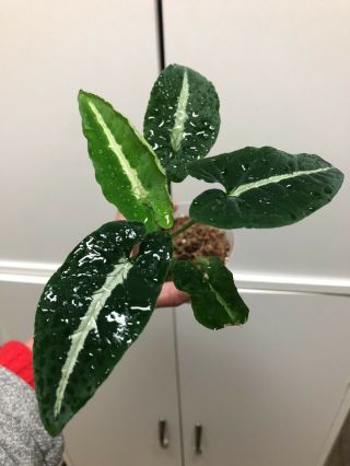 Syngonium Wendlandii Rare Aroid Houseplant Velvet Not Monstera Philodendron