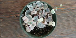 Variegated String Of Hearts Rare Plant 4” Starter Plant Ceropegia Woodii