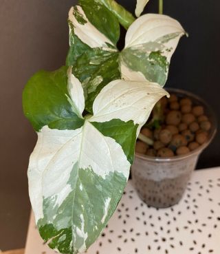 High White Syngonium Podophyllum Albo - Variegatum - Rare Aroid - Not Monstera
