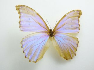 , Entomology,  Butterfly: Morpho Godarti Godarti Male Chapare Bolivia,  Rare