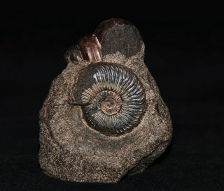 Ammonite Rare Amoebites Gastropod Fossil Russia