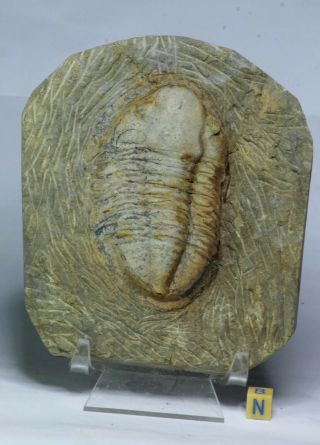 L103 - Rare Huge 3.  32  Unidentified Nileid Lower Ordovician Trilobite Fezouata