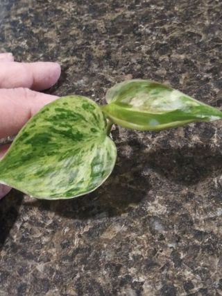 Very Rare Variegated Heartleaf Philodendron 2 Leaf Cutting