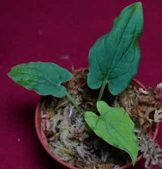 Chlorospatha Species Rare Aroid Plant Anthurium Monstera