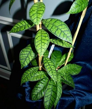 Rare Hoya Callistophylla Short Leaves In Semi Hydro Pot
