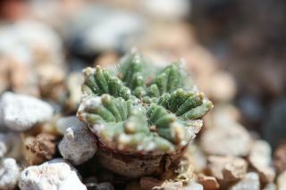 Aztekium Valdezii Seedling - Own Roots - Rare Cactus Succulent