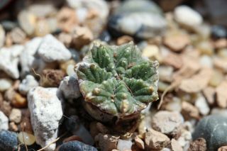 Aztekium valdezii seedling - own roots - rare cactus succulent 3