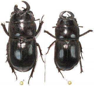 1.  Lucanidae - (lissopterus) Howitanus ?.  2 X Male,  A2,  Extremely Rare