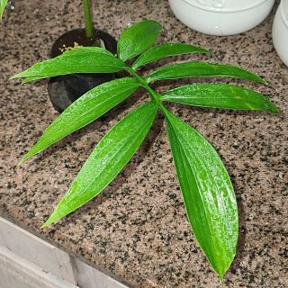 Monstera Subpinnata ☆ Aquaponic Grown ☆ Rare Tropical Aroid ☆ Xxl Mature Leaf
