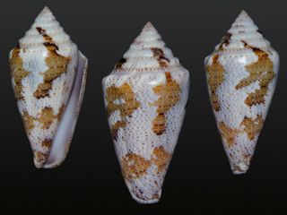 Seashell Conus Curassaviensis Exceptional Shell Rare F,  /gem 36.  9 Mm