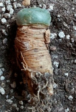 Ariocarpus Aztekium Echinopsis Own Root Seedling,  Rare Cactus Plant 2.  2cm Wide