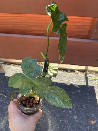 Philodendron Golden Dragon Cutting - Rare Aroid -.  Aka ‘lime Fiddle’