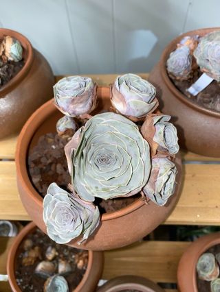 Rare Succulents - Greenovia Pink Pandora Cluster 7 Heads