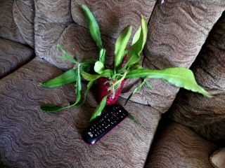 Epiphyllum,  Orchid Cactus Mauna Loa Rare Rarely Offered Plant,  Not Cutting