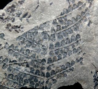 Margaritopteris Coemansi,  Extremely Rare Carboniferous Moscovian Fossil Plant