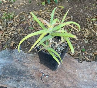 Rare A,  Aloe Kedongensis 3 - Headed Aka Kenyan Aloe Medium Tree Aloe Unique