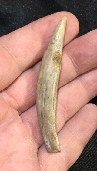 Very Rare Fossil Mammal Tooth Aulophyseter Miocene Shark Tooth Hill