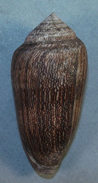 Conus Textile Cholmandelyi 65.  31mm Choice Rare Specimen Nacala,  Mozambique