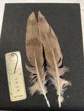 Kori Bustard Feathers Salmon Fly Tying Flies Rare