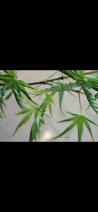 Rare Acer Palmatum ‘Kuru Jishi’ Japanese Maple Tree 2,  Year 2