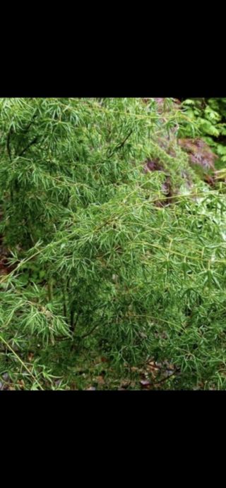 Rare Acer Palmatum ‘Kuru Jishi’ Japanese Maple Tree 2,  Year 3