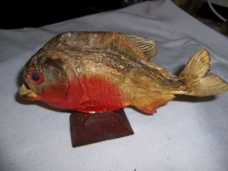Piranha Fish Mount Taxidermy Rare Vintage Looks Great 8 "