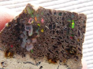 Rimrock: 11 Grams Rare Virgin Valley Petrified Conk Wood W/ Play Of Color Slice