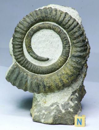 R286 - Rare Unusual 3.  54 Inch Anetoceras Sp Devonian Ammonite In Matrix