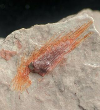Rare Choia Sponge Fossil Association With Agnostid Trilobite,  Cambrian Utah