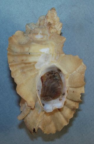 Murex Foliatum 83.  33mm Rare Specimen Off Santa Barbara,  California