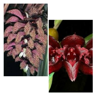 Bulbophyllum Cruentum X Phalaenopsis Rare Orchid Hybrid Plant Potted 2 " Seedling