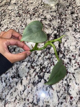 Philodendron Hastatum ‘silver Sword’ Cutting - Rare Aroid - Not Monstera