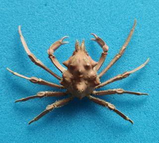 Tunepugettia Sagamiensis 9.  3cm Rare Crab Specimens