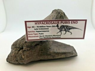 Ancient Rare Hypacrosaur Pubis End - 83 - 70 Myo - Pubis - Montana - Rare
